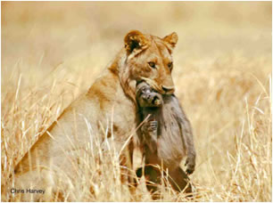 Lion with baboon